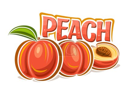 Illustration for Vector logo for Peach, decorative horizontal poster with outline illustration of ripe peaches composition with green leaf, cartoon design fruity print with raw yellow peach pulp on white background - Royalty Free Image