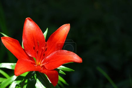 Photo for A pretty lily flower blooming beautifully vividly - Royalty Free Image
