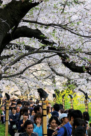 Foto de Abril 6, 2019 Chiyoda Ward, Tokio, JapónUna pasarela a lo largo de los árboles de flores de cerezo en el Parque Chidorigafuchi, donde muchas personas se alinean para ver flores de cerezo - Imagen libre de derechos