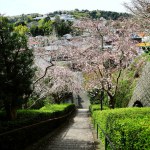Scenery of Kamakura, Japan Steep stone steps and cherry blossoms on a small mountain in Kamakura