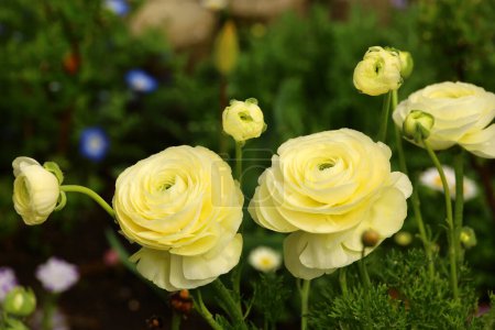 Yellow ranunculus flowers blooming in a flower bed in early spring