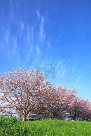 Téléchargez les photos : Paysage printanier Au Japon, les cerisiers fleurissent sur la berge de la rivière Tamagawa Kawasaki - en image libre de droit