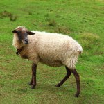 A Suffolk sheep on the farm