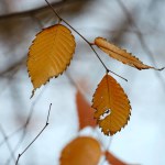Autumn-colored hornbeam leaves remain sparsely amidst the signs of winter