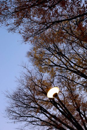 Foto de Luces de calle en el parque al atardecer con luces encendidas - Imagen libre de derechos