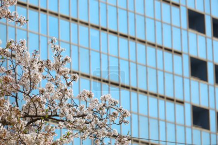 Foto de Paisaje primaveral de Japón con flores de cerezo floreciendo - Imagen libre de derechos