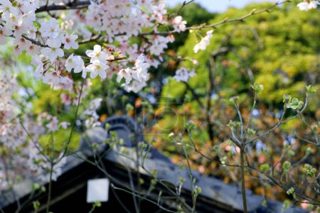 Foto de Paisaje primaveral de Japón con flores de cerezo floreciendo - Imagen libre de derechos