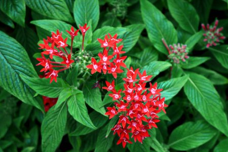 Flores de racimo estrella egipcia floreciendo rojo brillante
