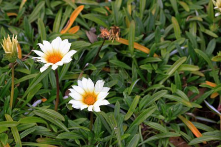 White gazania flowers blooming in the spring field