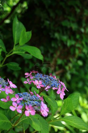Brightly colored hydrangeas blooming on a fresh green mountain road