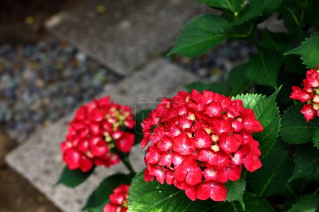Red hydrangea flowers blooming in a corner of a Japanese garden