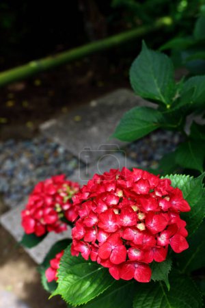 Fleurs rouges d'hortensia fleurissant dans un coin d'un jardin japonais