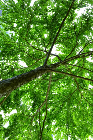A low-angle close-up photo of a beautiful tree with lush greenery for background material