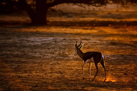 Springbok marchant devant le soleil à l'aube dans le parc transfrontalier de Kgalagari, Afrique du Sud ; espèce Antidorcas marsupialis famille des Bovidae