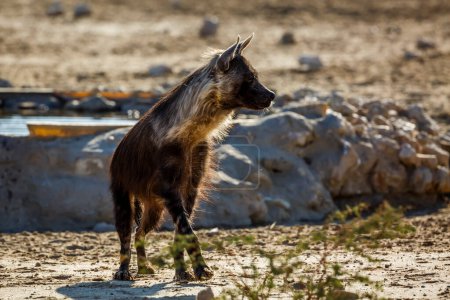 Foto de Brown hyena standing front view en dry land in Kgalagadi transfrontier park, Sudáfrica; especie Parahyaena brunnea familia de Hyaenidae - Imagen libre de derechos