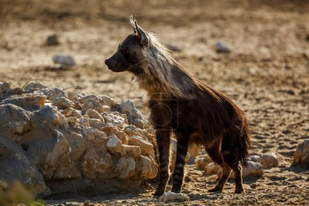 Foto de Brown hyena standing front view en dry land in Kgalagadi transfrontier park, Sudáfrica; especie Parahyaena brunnea familia de Hyaenidae - Imagen libre de derechos