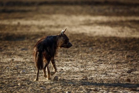 Foto de Hiena marrón caminando vista trasera en tierra firme en el parque transfronterizo de Kgalagadi, Sudáfrica; especie Parahyaena brunnea familia de Hyaenidae - Imagen libre de derechos