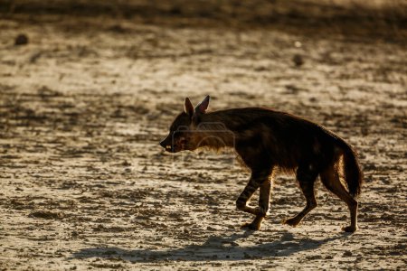 Foto de Hiena marrón herida caminando en tierra firme en el parque transfronterizo de Kgalagadi, Sudáfrica; especie Parahyaena brunnea familia de Hyaenidae - Imagen libre de derechos