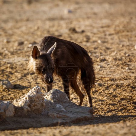 Foto de Hiena parda vista frontal en tierra seca en el parque transfronterizo de Kgalagadi, Sudáfrica; especie Parahyaena brunnea familia de Hyaenidae - Imagen libre de derechos