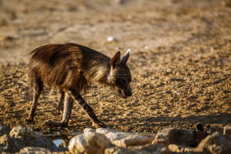 Foto de Hiena parda de pie después de beber en el parque transfronterizo de Kgalagadi, Sudáfrica; especie Parahyaena brunnea familia de Hyaenidae - Imagen libre de derechos