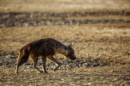 Foto de Hiena marrón caminando retroiluminada en tierra seca en el parque transfronterizo de Kgalagadi, Sudáfrica; especie Parahyaena brunnea familia de Hyaenidae - Imagen libre de derechos