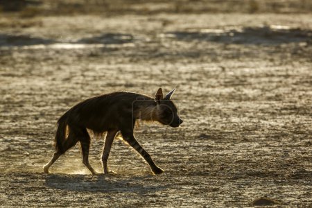 Foto de Hiena marrón caminando retroiluminada en tierra seca en el parque transfronterizo de Kgalagadi, Sudáfrica; especie Parahyaena brunnea familia de Hyaenidae - Imagen libre de derechos