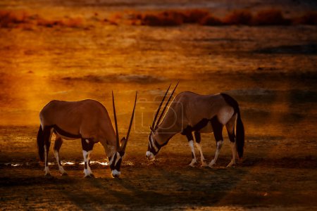 Deux Oryx sud-africains buvant dans un trou d'eau au coucher du soleil dans le parc transfrontalier de Kgalagadi, en Afrique du Sud ; espèce Oryx gazella famille de Bovidae
