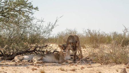 Téléchargez les photos : Trois lionnes africaines reposant dans l'ombre d'un buisson dans le parc transfrontalier de Kgalagadi, Afrique du Sud ; espèce panthera leo famille des felidae - en image libre de droit