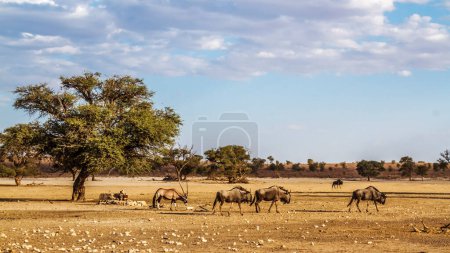 Paisaje de vida silvestre con ñus azul y oryx africano en el parque transfronterizo de Kgalagadi, Sudáfrica