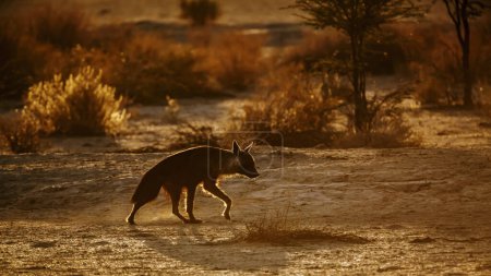 Foto de Brown hyena walking in backlit at dusk in Kgalagadi transfrontier park, South Africa; specie Parahyaena brunnea family of Hyaenidae - Imagen libre de derechos
