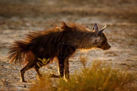 Foto de Brown hyena walking in backlit hairs up in Kgalagadi transfrontier park, South Africa; specie Parahyaena brunnea family of Hyaenidae - Imagen libre de derechos