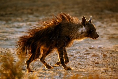 Foto de Brown hyena walking in backlit hairs up in Kgalagadi transfrontier park, South Africa; specie Parahyaena brunnea family of Hyaenidae - Imagen libre de derechos