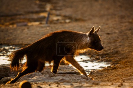 Foto de Brown hyena walking backlit at dawn in Kgalagadi transfrontier park, South Africa; specie Parahyaena brunnea family of Hyaenidae - Imagen libre de derechos
