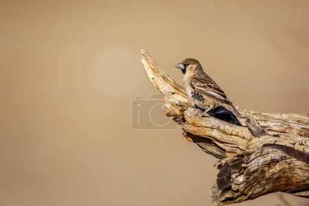 Foto de Sociable Weaver standing on a log isolated in natural background in Kgalagadi transfrontier park, South Africa; specie Philetairus socius family of Ploceidae - Imagen libre de derechos