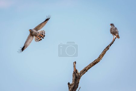 Foto de Pale Chanting-Goshawk couple isolated in blue sky in Kgalagadi transfrontier park, South Africa; specie Melierax canorus family of Accipitridae - Imagen libre de derechos