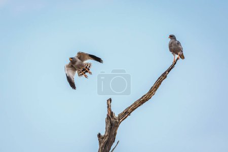 Foto de Pale Chanting-Goshawk couple isolated in blue sky in Kgalagadi transfrontier park, South Africa; specie Melierax canorus family of Accipitridae - Imagen libre de derechos