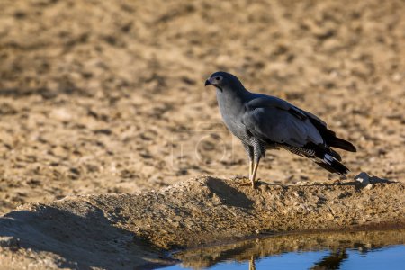 Photo for Pale Chanting-Goshawk at waterhole in Kgalagadi transfrontier park, South Africa; specie Melierax canorus family of Accipitridae - Royalty Free Image