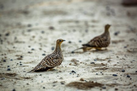 Photo for Two Namaqua sandgrouse femelle on the ground in Kgalagadi transfrontier park, South Africa; specie Pterocles namaqua family of Pteroclidae - Royalty Free Image