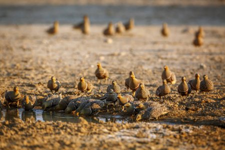 Photo for Namaqua sandgrouse flock drinking at waterhole in Kgalagadi transfrontier park, South Africa; specie Pterocles namaqua family of Pteroclidae - Royalty Free Image