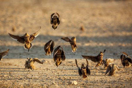 Namaqua sandgrouse flock in flight front view in Kgalagadi transfrontier park, South Africa; specie Pterocles namaqua family of Pteroclidae