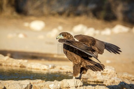 Foto de Bateleur Eagle juvenile landing at waterhole in Kgalagadi transfrontier park, South Africa ; Specie Terathopius ecaudatus family of Accipitridae - Imagen libre de derechos