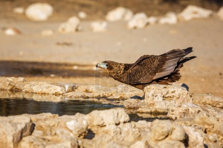 Foto de Bateleur Eagle juvenile drinking at waterhole in Kgalagadi transfrontier park, South Africa ; Specie Terathopius ecaudatus family of Accipitridae - Imagen libre de derechos