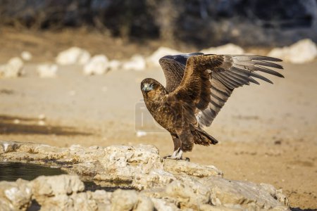 Foto de Bateleur Eagle juvenile landing at waterhole in Kgalagadi transfrontier park, South Africa ; Specie Terathopius ecaudatus family of Accipitridae - Imagen libre de derechos