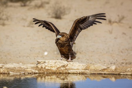 Foto de Bateleur Eagle juvenile landing front view at waterhole in Kgalagadi transfrontier park, South Africa ; Specie Terathopius ecaudatus family of Accipitridae - Imagen libre de derechos
