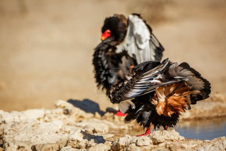 Foto de Two Bateleur Eagle in loving parade competition in Kgalagadi transfrontier park, South Africa ; Specie Terathopius ecaudatus family of Accipitridae - Imagen libre de derechos
