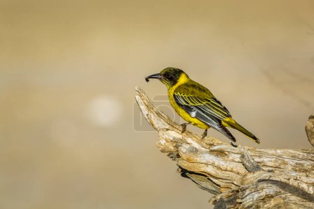 Foto de African Black headed Oriole standing on a log with insect prey in Kgalagadi transfrontier park, South Africa; Specie Oriolus larvatus family of Oriolidae - Imagen libre de derechos