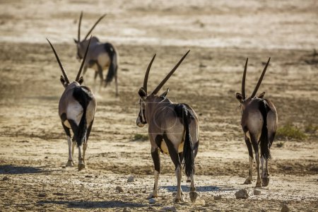 Foto de Four South African Oryx walking rear view in dry land in Kgalagadi transfrontier park, Sudáfrica; especie Oryx gazella familia de Bovidae - Imagen libre de derechos