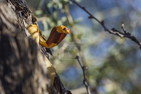 Cabo cobra en tronco de árbol en ataque en el parque transfronterizo de Kgalagadi, Sudáfrica; especie Naja nivea familia de Elapidae
