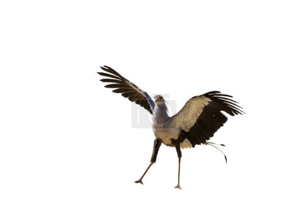 Foto de Secretario pájaro aterrizando en el suelo alas abiertas aisladas en fondo blanco en el parque transfronterizo de Kgalagadi, Sudáfrica; especie Sagittarius serpentarius familia de Sagittariidae - Imagen libre de derechos