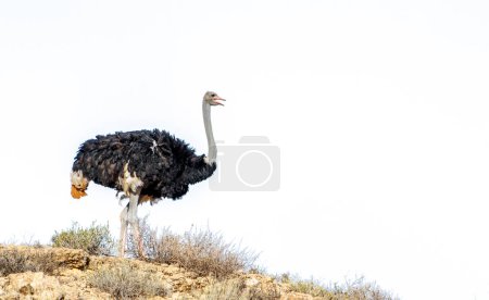 African Ostrich isolated in blue sky in Kgalagadi transfrontier park, South Africa ; Specie Struthio camelus family of Struthionidae